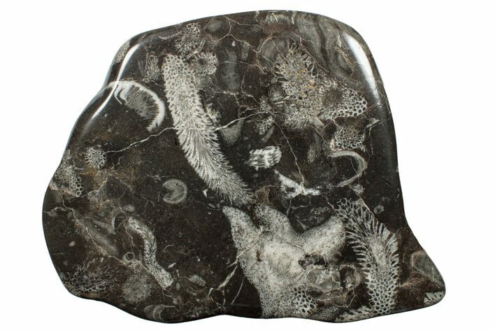 Polished Devonian Fossil Coral and Bryozoan Plate - Morocco #255622